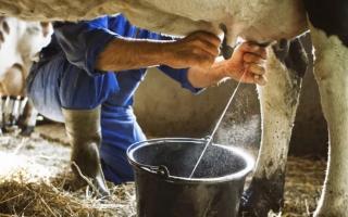 Правила машинного доения коров