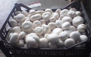 How to organize the cultivation of champignons as a business Mushroom growing at home profitability champignons