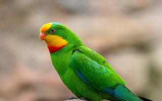 Quanti anni vivono i pappagallini?