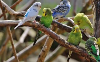 How many budgerigars live at home and in nature