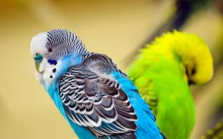 How long do budgerigars live in captivity and what factors affect their lifespan
